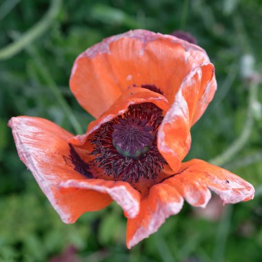 Güzel kırmızı çiçek açan haşhaş, üst manzara