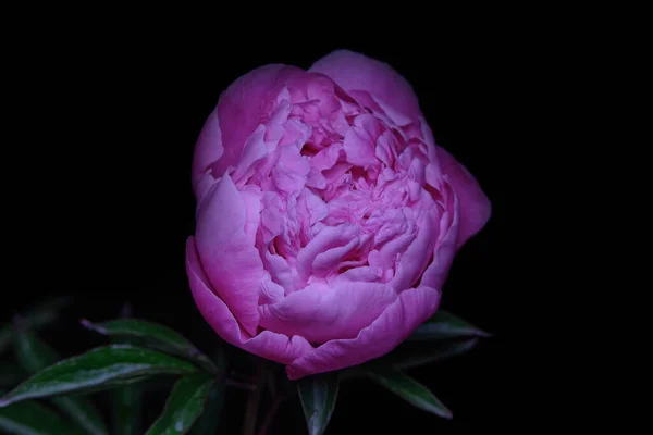 Schöne Knospe Der Rosa Pfingstrose Blume Auf Schwarzem Hintergrund — Stockfoto