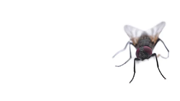 Fliegen Auf Weißem Hintergrund Nahaufnahme Mit Kopierraum — Stockfoto