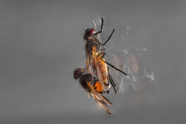 Housefly Ζευγαρώματος Κοντινό Πλάνο Των Μύγες Mating Railing — Φωτογραφία Αρχείου