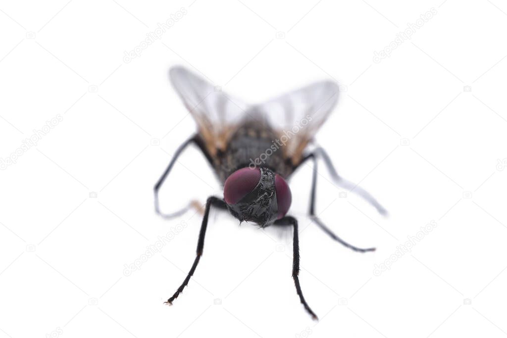 fly on a white background close up