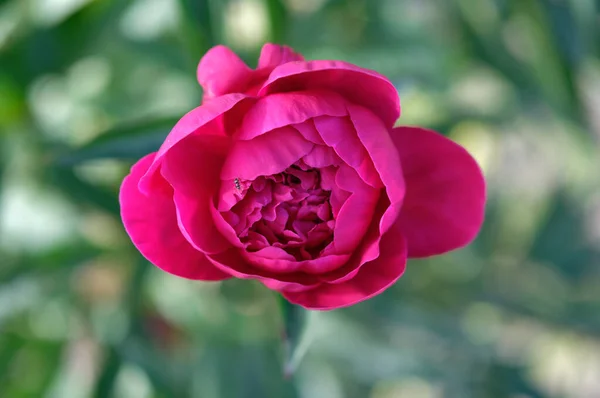 Vacker Blommande Pion Knopp Ovanifrån — Stockfoto