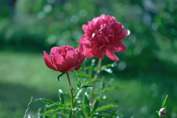 Vackra Knoppar Blommande Pion — Stockfoto