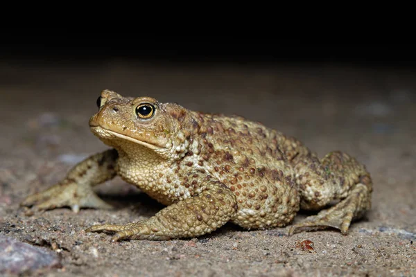 Close Side View Giant River Toad Bufonidae — Stock Photo, Image