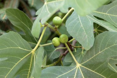 Ağaçta yetişen yeşil incir, doğal arka plan.