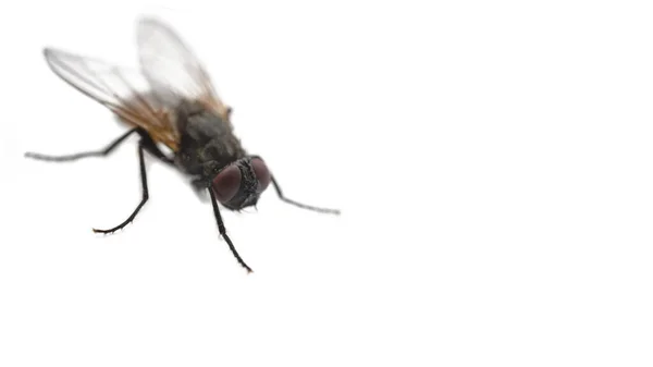 Volar Sobre Fondo Blanco Cerca Con Espacio Copia Enfoque Selectivo — Foto de Stock