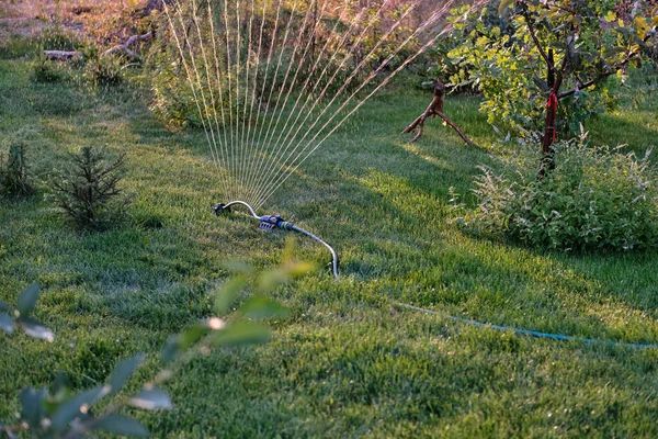 Oscillerande Sprinkler Fungerar Vid Solnedgången Varm Dag Gräsmatta Sprinkler Spiller — Stockfoto