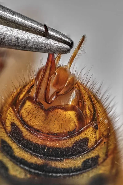 European Hornet Sting Vespa Crabro Close — Stock fotografie