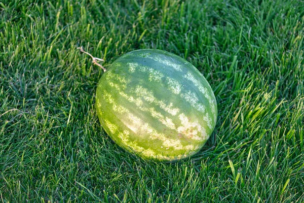 Wassermelone Auf Sattgrünem Rasen Blick Von Oben — Stockfoto