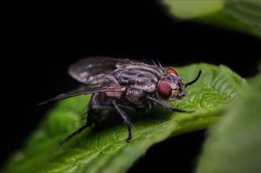 Egzotik böcek parazitleri Drosophila Fly Diptera bitki yaprakları üzerinde kara arka planda