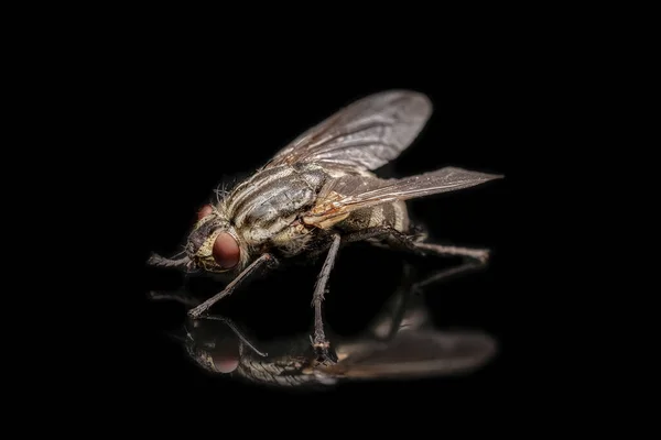 Insecte Mouche Commune Gros Plan Sur Fond Noir Avec Réflexion — Photo