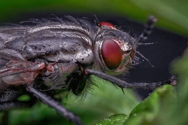 Insecto Voador Close Exotic Drosophila Fly Diptera Parasite Insect Macro — Fotografia de Stock