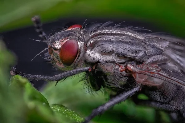 Εξωτικά Παράσιτα Εντόμων Drosophila Fruit Fly Diptera Φύλλα Φυτών Μαύρο — Φωτογραφία Αρχείου