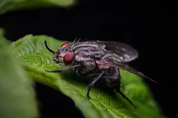 Летающие Насекомые Крупным Планом Экзотические Дрозофилы Муха Diptera Паразита Макро — стоковое фото