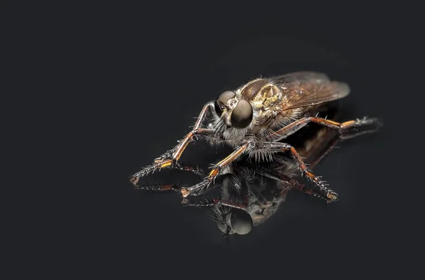 Roofvlieg Een Zwarte Achtergrond Met Reflectie Roofvlieg Meedogenloze Gevleugelde Jager — Stockfoto