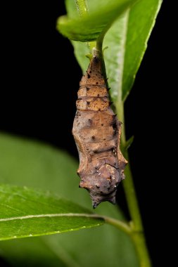Hypolimnas bolina, Nymphalidae familyasından boynuzları ve gülüşü olan bir kelebek türüdür. Yeşil bir dala bağlanmış