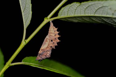 Hypolimnas bolina, Nymphalidae familyasından boynuzları ve gülüşü olan bir kelebek türüdür. Yeşil bir dala bağlanmış