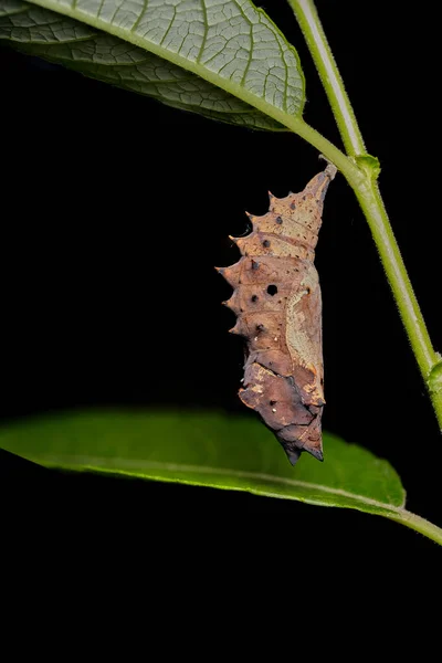 Hypolimnas Bolina Вид Дневных Бабочек Семейства Nymphalidae Стадии Куколки Красивый — стоковое фото