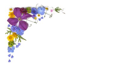 düzlük, çiçek kompozisyonu. Beyaz bir arka planda yabani ve bahçe çiçekleri ve yaprakları deseni. Düz biçim, üst görünüm, kopyalama alanı, yatay çerçeve