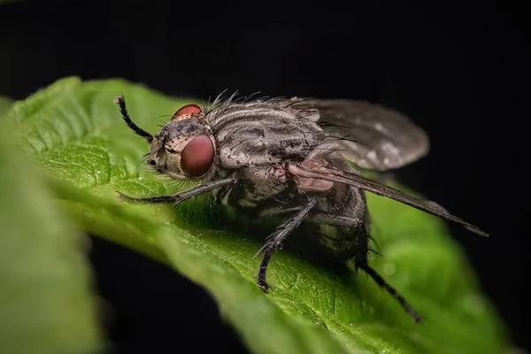 Insecto Voador Close Exotic Drosophila Fly Diptera Parasite Insect Macro — Fotografia de Stock