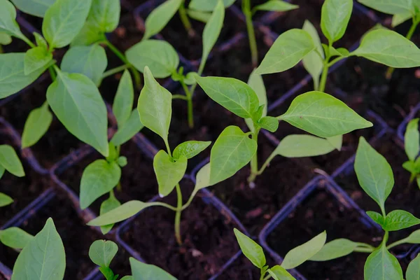 Brotes Jóvenes Plantas Verdes Sanas Que Crecen Macetas Pequeñas Finales —  Fotos de Stock