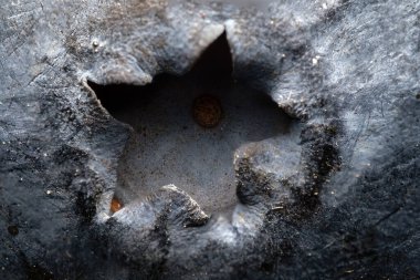 Taze yaban mersini yakından. Yan görünüm.