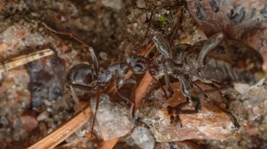 Kızıl Orman Karıncaları 'nın başka bir büyük böceğe saldırısı. Karıncalar tarafından saldırıya uğrayan böcek formik asitten ısırılarak öldü..