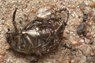 Kızıl Orman Karıncaları 'nın başka bir büyük böceğe saldırısı. Karıncalar tarafından saldırıya uğrayan böcek formik asitten ısırılarak öldü..