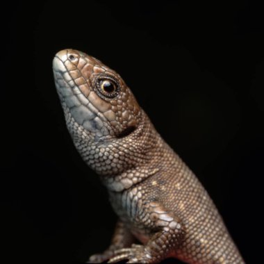 Genel Avrupa duvar kertenkelesi (Lacerta agilis) kahverengi, siyah ve sarı pullu sürüngen. Yırtıcı bir sürüngenin portresi ve dinozorların soyundan geliyor..