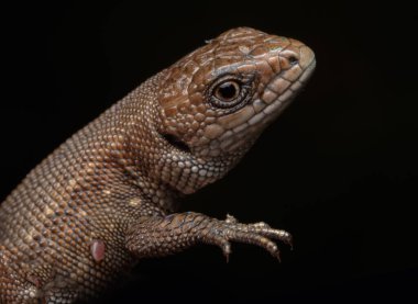 Genel Avrupa duvar kertenkelesi (Lacerta agilis) kahverengi, siyah ve sarı pullu sürüngen. Yırtıcı bir sürüngenin portresi ve dinozorların soyundan geliyor..