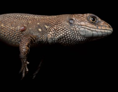Genel Avrupa duvar kertenkelesi (Lacerta agilis) kahverengi, siyah ve sarı pullu sürüngen. Yırtıcı bir sürüngenin portresi ve dinozorların soyundan geliyor..