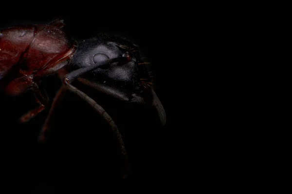 Ant Face Shot Macro Fotografie Een Donkere Achtergrond — Stockfoto