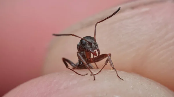 Mrówka Między Palcami Stóp Duża Mrówka Przetrzymywana Przez Człowieka Stawonogi — Zdjęcie stockowe
