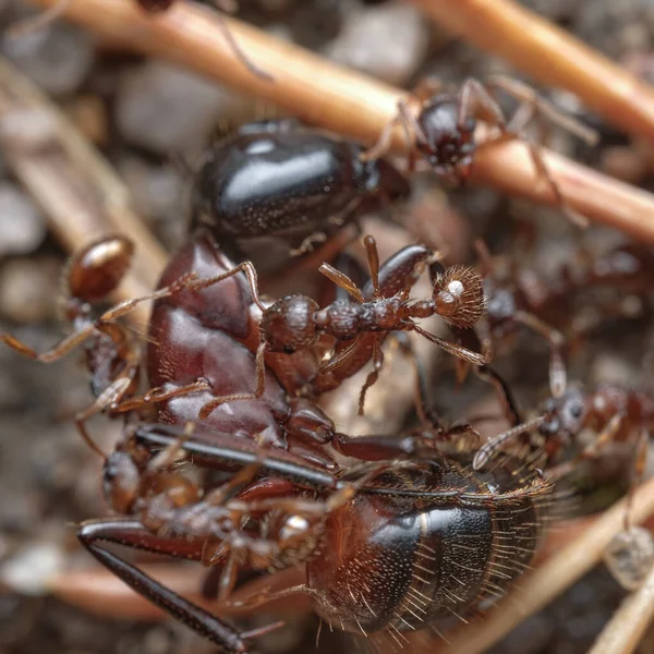 Nahaufnahme Angriff Roter Waldameisen Auf Eine Weitere Große Feindliche Ameise — Stockfoto