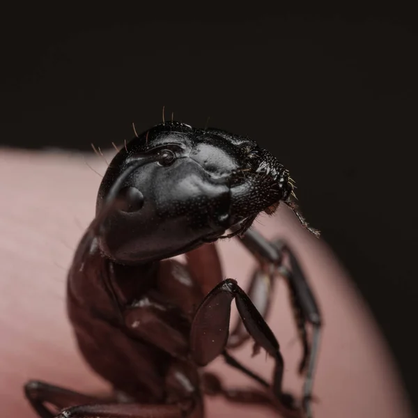 Ant Close Toes Large Ant Held Captive Man Arthropod Insect — Stock Photo, Image