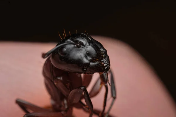 Ant Close Tussen Tenen Grote Mier Gevangen Gehouden Door Mens — Stockfoto