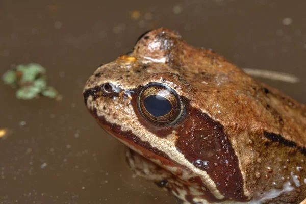 Marsh Frog Pelophylax Ridibundus Hábitat Natural Rusia Escena Vida Salvaje — Foto de Stock