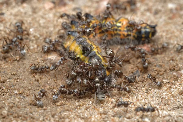 Lucha Los Animales Microcosmos Ataque Las Hormigas Del Bosque Rojo —  Fotos de Stock