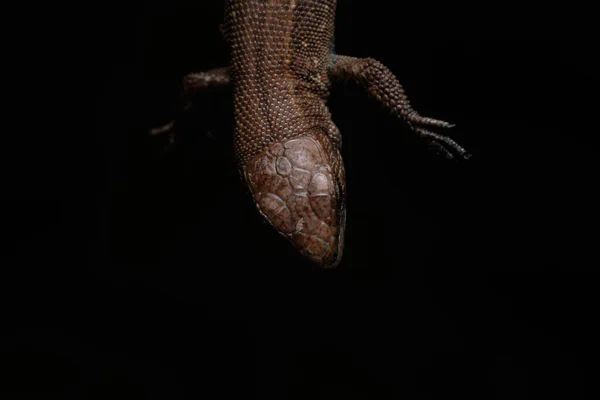 Șopârlă Comună Europeană Perete Lacerta Agilis Reptilă Cântare Maro Negru — Fotografie, imagine de stoc