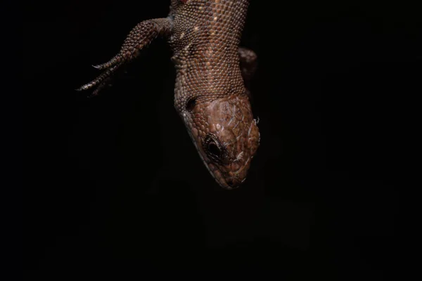 Șopârlă Comună Europeană Perete Lacerta Agilis Reptilă Cântare Maro Negru — Fotografie, imagine de stoc