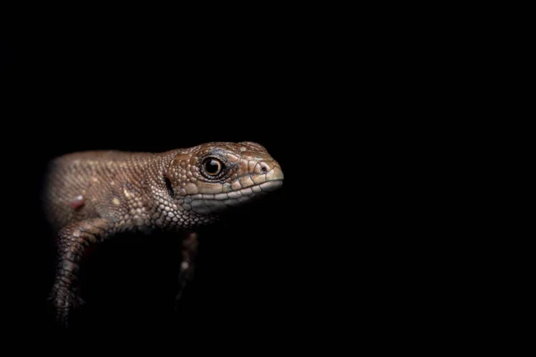 Șopârlă Comună Europeană Perete Lacerta Agilis Reptilă Cântare Maro Negru — Fotografie, imagine de stoc