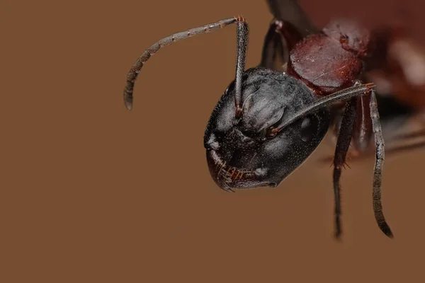 Ant Face Shot Macro Photographie Sur Fond Sombre — Photo