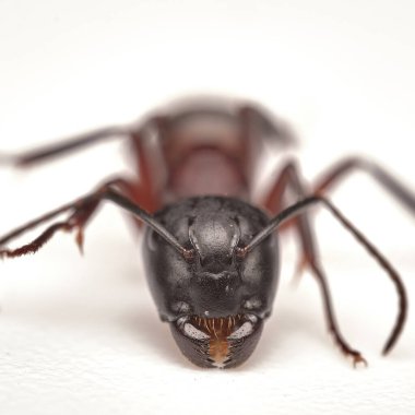 Kırmızı ithal ateş karıncaları, RIFA beyaz arka planda izole edilmiş, seçici odaklı