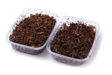 Solucanla balık tutmak için plastik konteynırlara yakın çekim. Konusu: balık turnabalığı, alabalık, yılan balığı, balık tüneği, grayling, sazan balığı, tünek, sazan balığı, yılan balığı, hamamböceği, kasık, hamam balığı, gudgeon, çipura