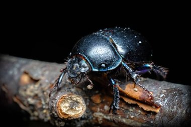 Gübre böceği Geotrupidae ormanda yaşıyor, dalda güzel bir böcek.