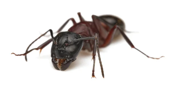 Red Imported Fire Ant Rifa Isolated White Background Selective Focus — Stock Photo, Image