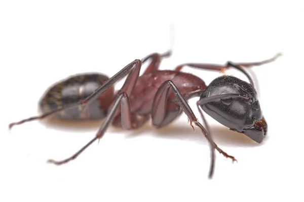 Red Imported Fire Ant Rifa Isolated White Background Selective Focus — Stock Photo, Image