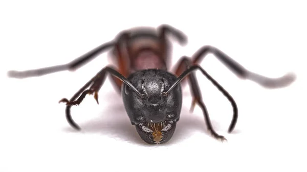 Kırmızı Ithal Ateş Karıncaları Rifa Beyaz Arka Planda Izole Edilmiş — Stok fotoğraf