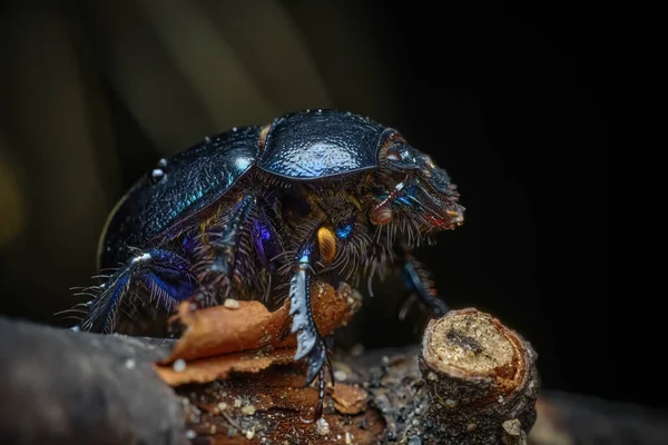 Geotrupidae Güzel Gururlu Bok Böceği Ormanda Bir Dalın Üzerinde Oturur — Stok fotoğraf