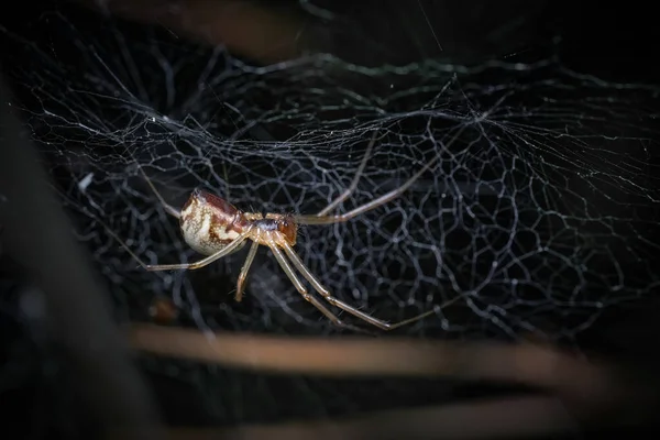 Dictine Αράχνες Υφαντές Dictynidae Είναι Μια Οικογένεια Araneomorphic Αράχνες Από — Φωτογραφία Αρχείου